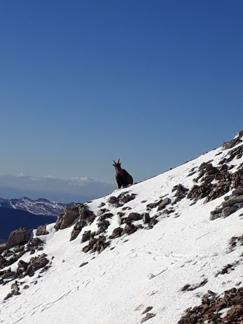 Vercors 2020 - Ascension Grand Veymont (44)